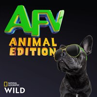 America's Funniest Videos: Animal Edition