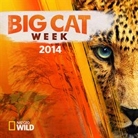 Big Cat Week 2014