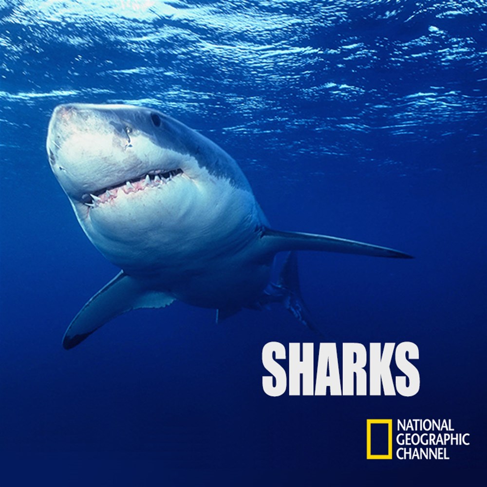 National Geographic Sharks Microsoft Store