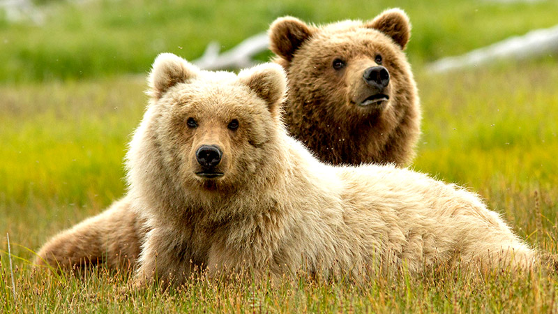 Disney's animal kingdom